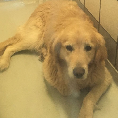 Golden Retriever Rescue of El Paso | Rescuing stray, abandoned, or ...